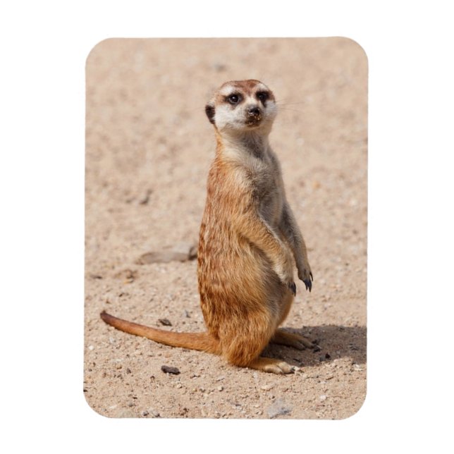suricate magnet (Vertical)
