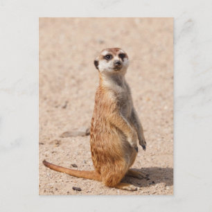 Suricate Postcard