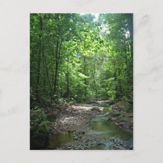 Suriname Forest Postcard