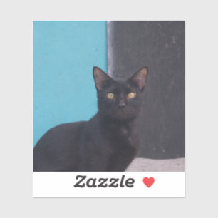 Surprised Black Cat