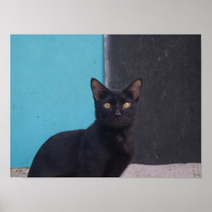 Surprised Black Cat Poster
