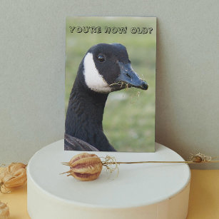 Surprised Canada Goose Photo Birthday Card