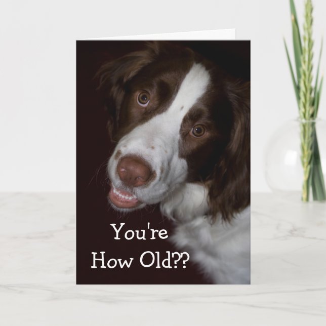 Surprised English Springer Spaniel Birthday Card (Front)