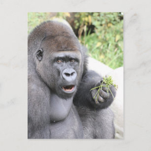 Surprised Gorilla Postcard