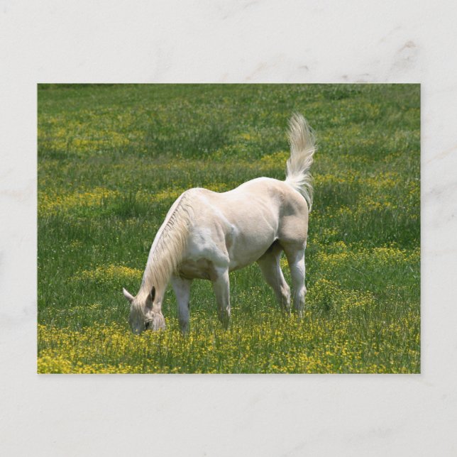 Surprised horse postcard (Front)