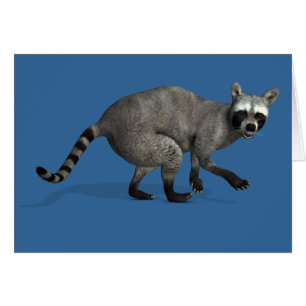 Surprised Raccoon