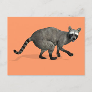 Surprised Raccoon Postcard