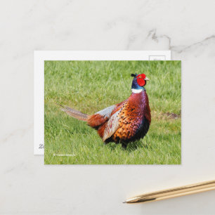 Surprised Ring-Necked Pheasant in Grass Postcard