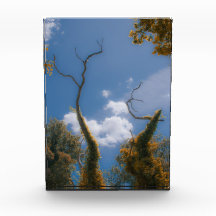 Surreal Nature