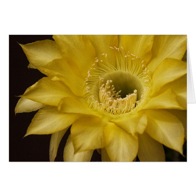 Surrounded by Lemon Pie (Front Horizontal)