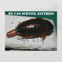Survive Anything, Cockroach with egg sac Postcard