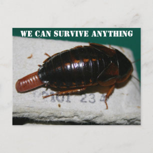 Survive Anything, Cockroach with egg sac Postcard