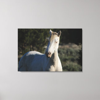 Survivor ~ Wild Iconic Stallion of Steens Canvas 