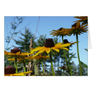 Susans aux yeux noirs
