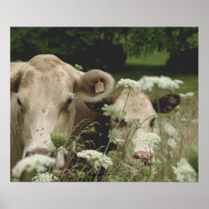 Suspicious Cows Poster