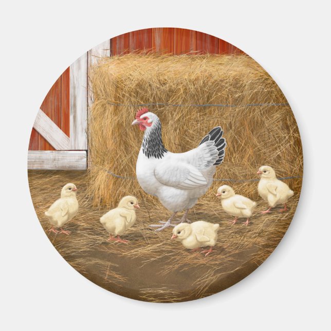 Sussex Chicken Mama Hen and Chicks Magnet (Front)