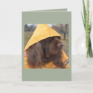 Sussex Spaniel waiting for the rain Card