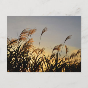 Susuki (Japanese pampas grass) Postcard