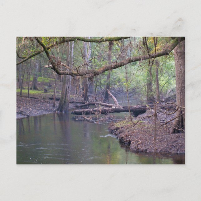 Suwannee River Backwater Postcard (Front)