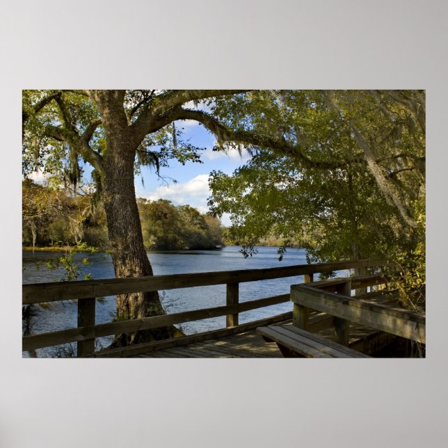 Suwannee River Boardwalk Print (Front)