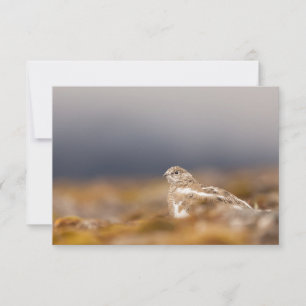Svalbard Ptarmigan Nature Photo Card