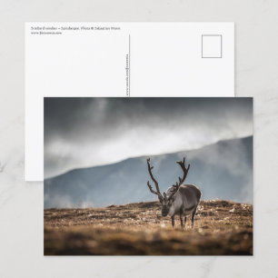 Svalbard Reindeer Nature Photo Postcard
