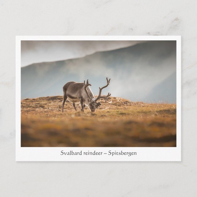 Svalbard Reindeer Nature Photo Postcard (Front)