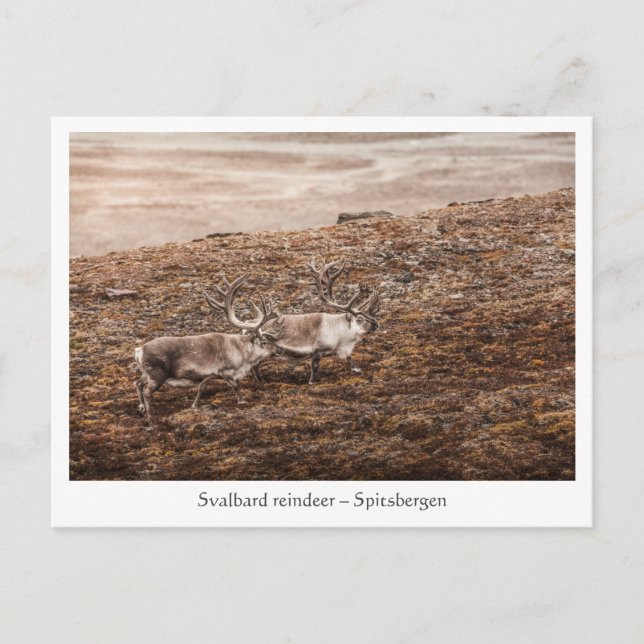 Svalbard Reindeer Postcard (Front)
