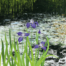 Tranquility
