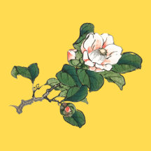 HAPPY SEED KIDS T-SHIRTS FOR TODDLER GIRLS