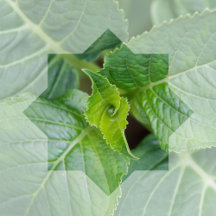"Qui est le Créateur?" -  Image feuille verte