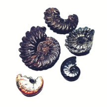 Fossils