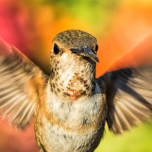 Hummingbird Mugshot Mugs