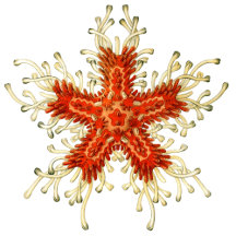 Haeckel