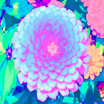 Pretty Purple and Pink Zinnia in the Summer Garden