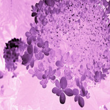 Elegant Pink and Black Limelight Hydrangea