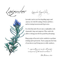 The Herb Lavender