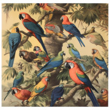 Plenty Pretty Parrots