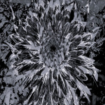 Black and Gray Dahlia Flower