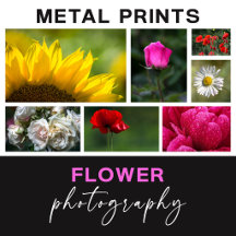 Flower Photography Metal Prints