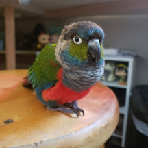 Conure Parrot