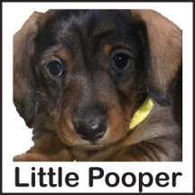 Little Pooper Dachshund Puppy