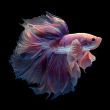 Beautiful Betta