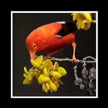 Native Hawaiian Birds
