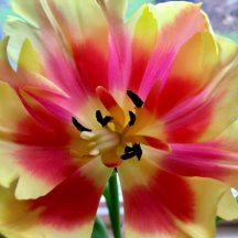 Pink Yellow Tulip / Bible