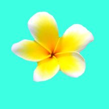 Hawaiian white plumeria flower  frangipani