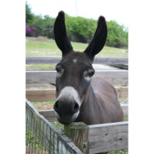 YOU DONKEY!!! Collection