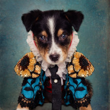 Shelter Pets Project - Loki (Blue)