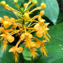 Photos / Art / Cards: Appalachian flora