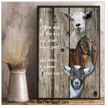 GOATS | Smell like a Goat 